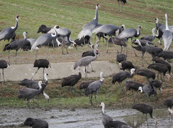 Sandhill Crane Izumi Crane Observation Center Wed, 12/14/2022