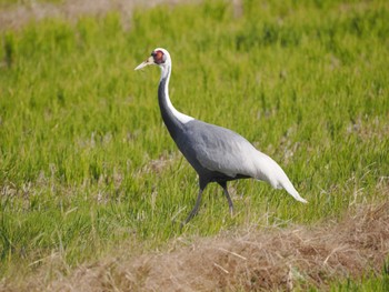 White-naped Crane Izumi Crane Observation Center Fri, 12/16/2022