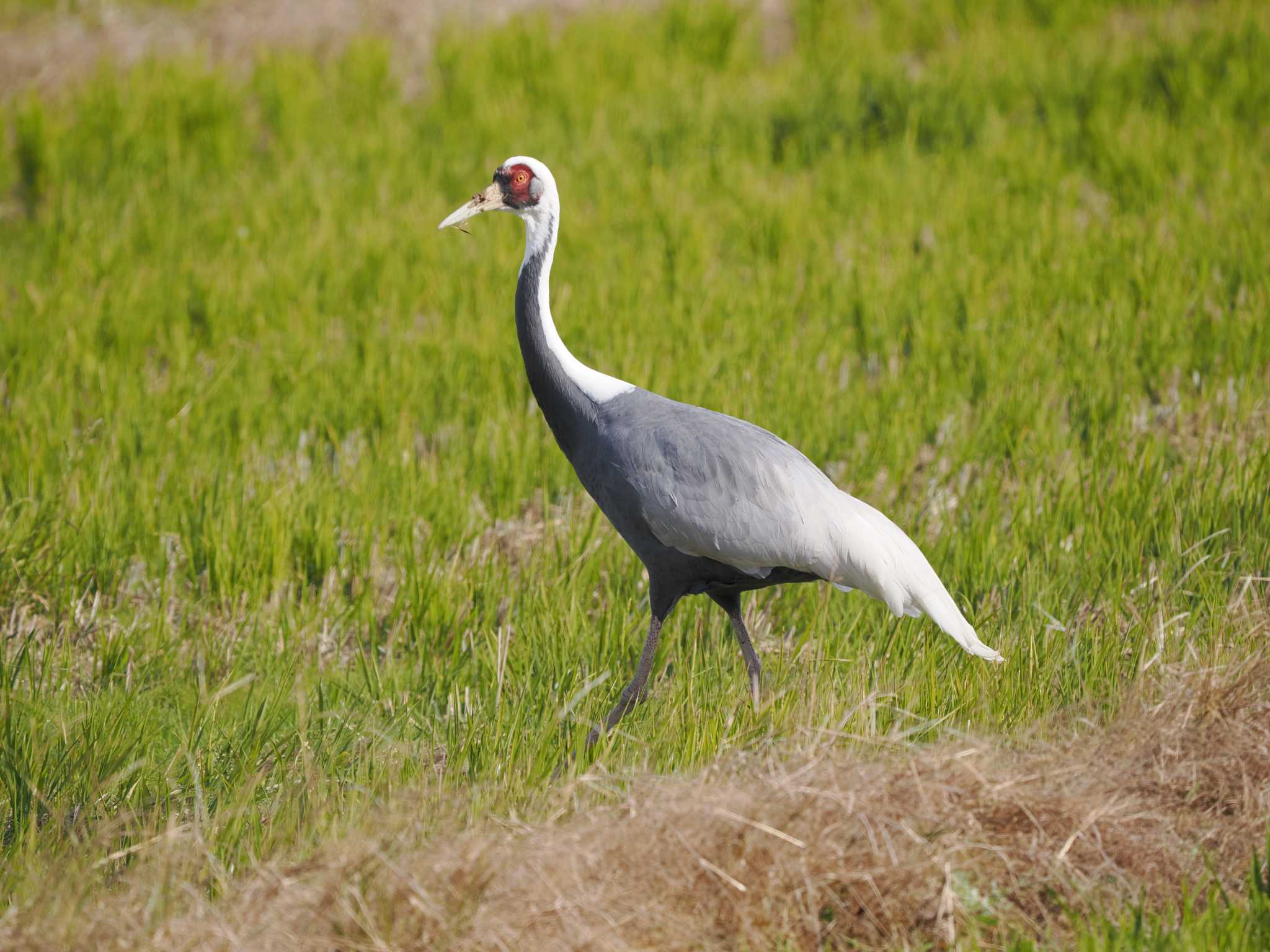 Photo of White-naped Crane at Izumi Crane Observation Center by エヌ