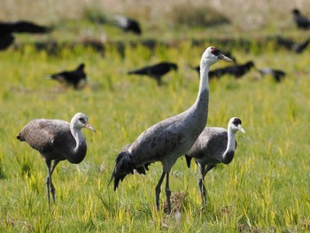 Hooded Crane Izumi Crane Observation Center Tue, 12/13/2022