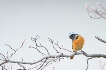 Daurian Redstart 安曇野市 Unknown Date