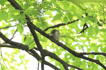 ウグイス 大阪城公園 2018年4月21日(土)