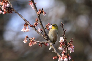 メジロ 三ツ池公園(横浜市鶴見区) 2023年2月5日(日)