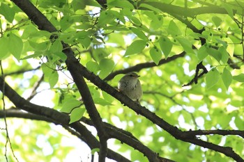 ウグイス 大阪城公園 2018年4月21日(土)