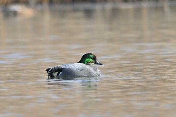 Falcated Duck Watarase Yusuichi (Wetland) Sun, 2/12/2023