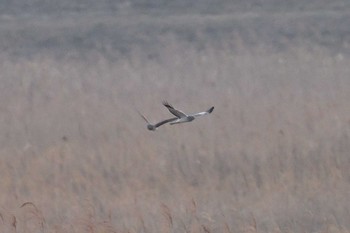 Hen Harrier Watarase Yusuichi (Wetland) Sun, 2/12/2023