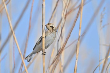 Common Reed Bunting Watarase Yusuichi (Wetland) Sun, 2/12/2023