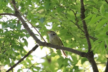 ウグイス 大阪城公園 2018年4月21日(土)