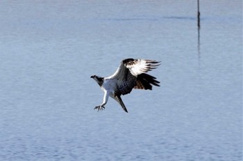 ミサゴ 大阪南港野鳥園 2023年2月12日(日)