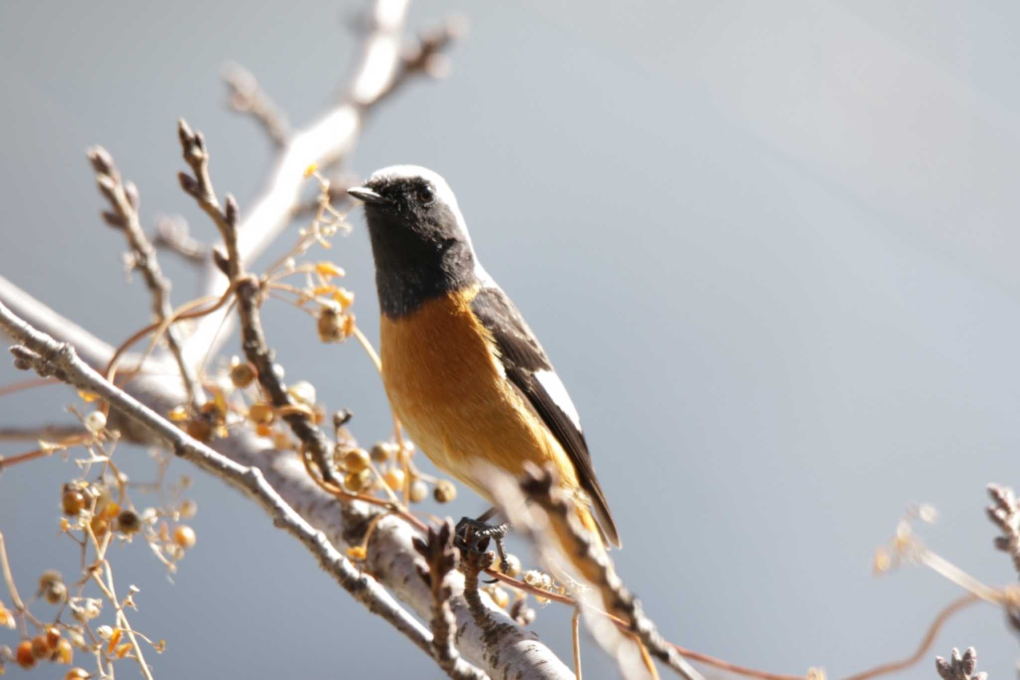 芥川 ジョウビタキの写真 by KAZUSAN