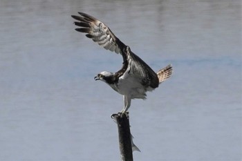 ミサゴ 大阪南港野鳥園 2023年2月12日(日)