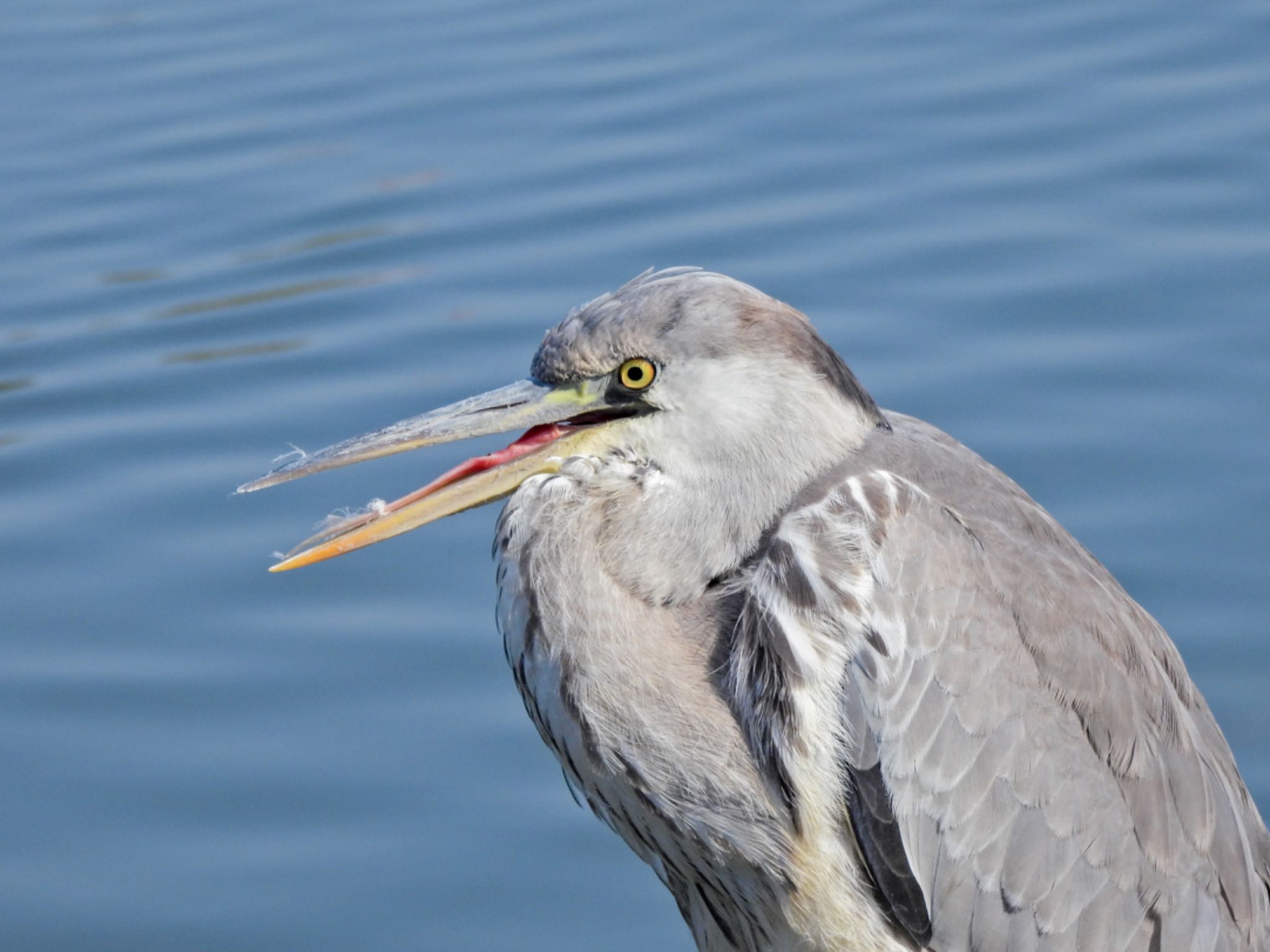 アオサギ幼鳥　捕らえた獲物を確実に飲み込む舌の形 by クロやん