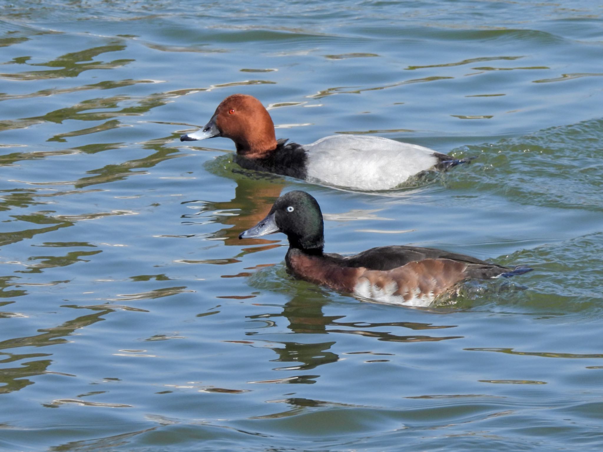 Baer's Pochard