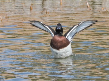 アカハジロ 弁天池公園(大阪府門真市) 2023年2月4日(土)