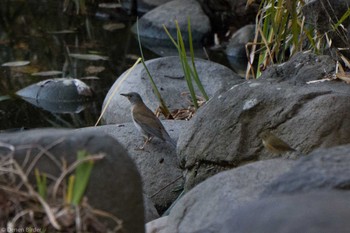 Thu, 2/9/2023 Birding report at The University of Tokyo