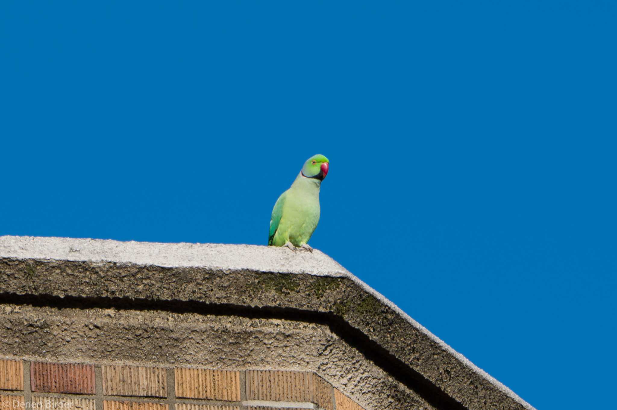 東京大学 ワカケホンセイインコの写真 by 田園Birder