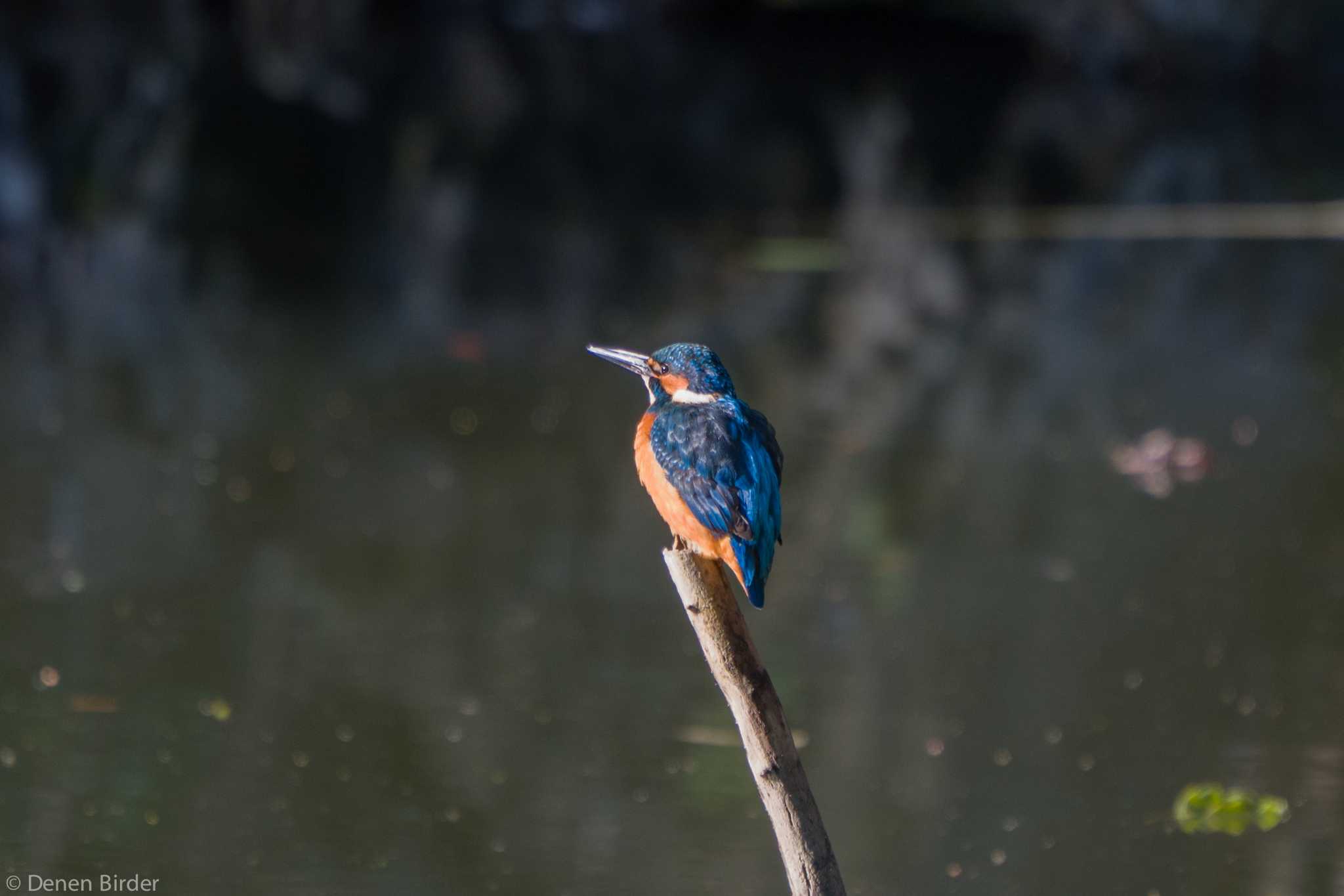 東京大学 カワセミの写真 by 田園Birder