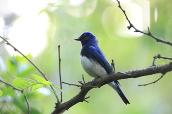 2018年4月21日(土) 大阪城公園の野鳥観察記録