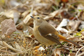 Daurian Redstart Asaba Biotope Sun, 2/12/2023