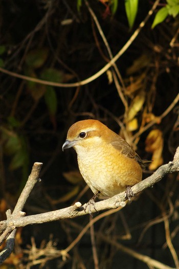 Bull-headed Shrike 仙川 Sat, 2/11/2023