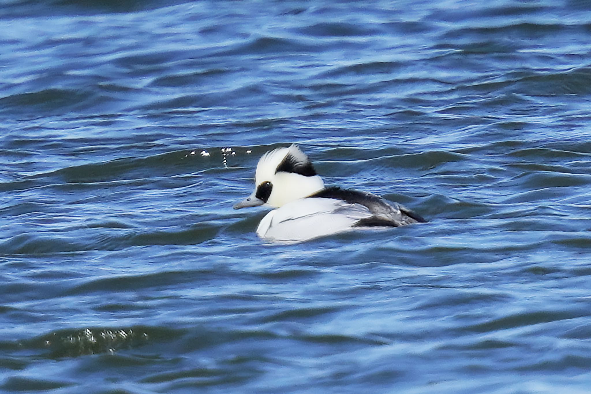 Smew