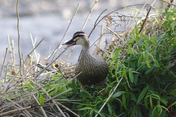 Eastern Spot-billed Duck 多摩川二ヶ領宿河原堰 Sun, 4/22/2018