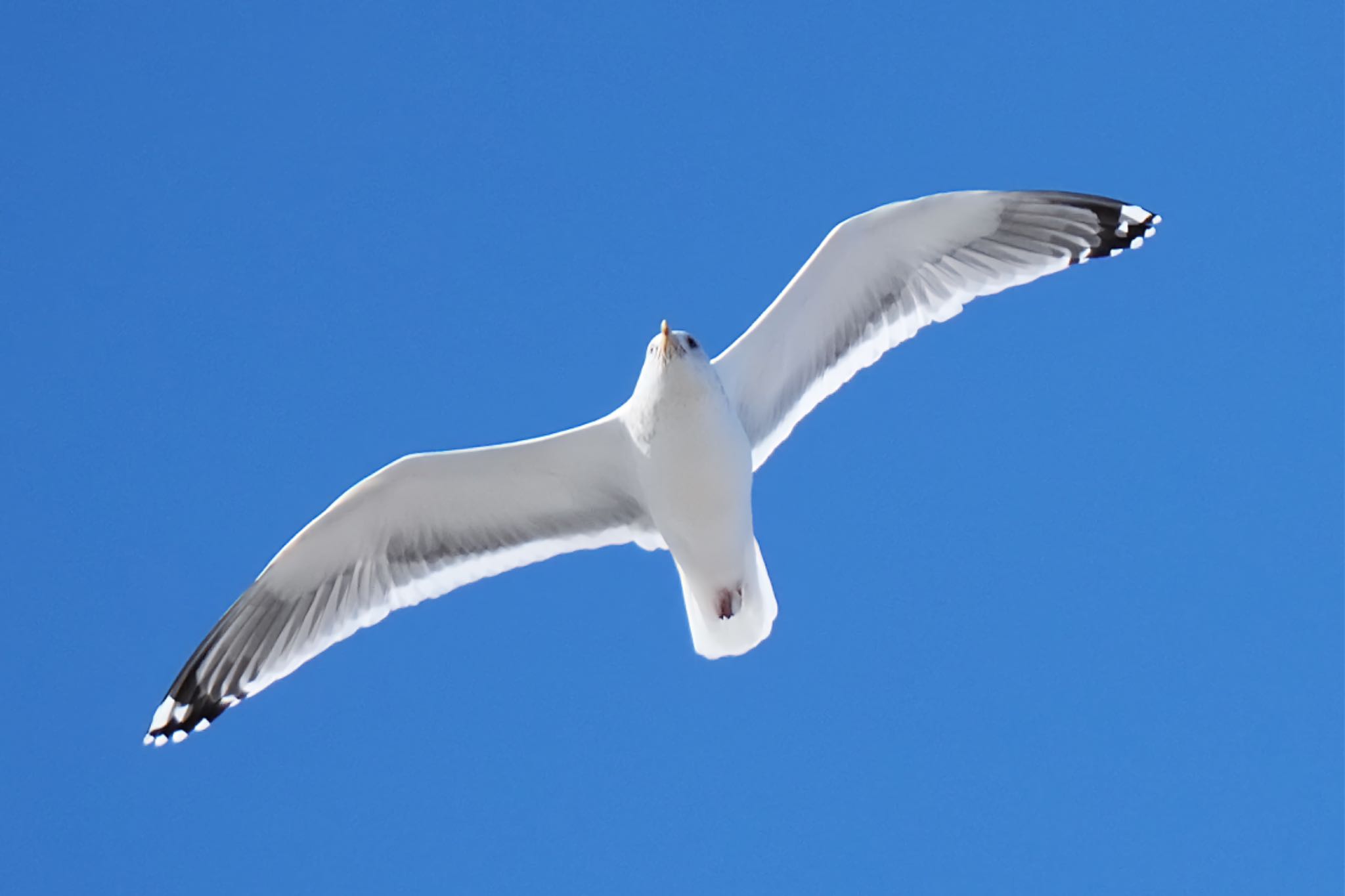 Vega Gull