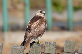 ノスリ 秋ヶ瀬公園 2023年2月11日(土)