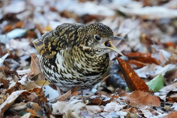 2023年2月11日(土) 秋ヶ瀬公園の野鳥観察記録