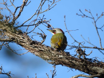 Japanese Green Woodpecker 武田の杜 Sat, 12/31/2022