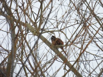 2023年2月10日(金) 福島潟、瓢湖の野鳥観察記録