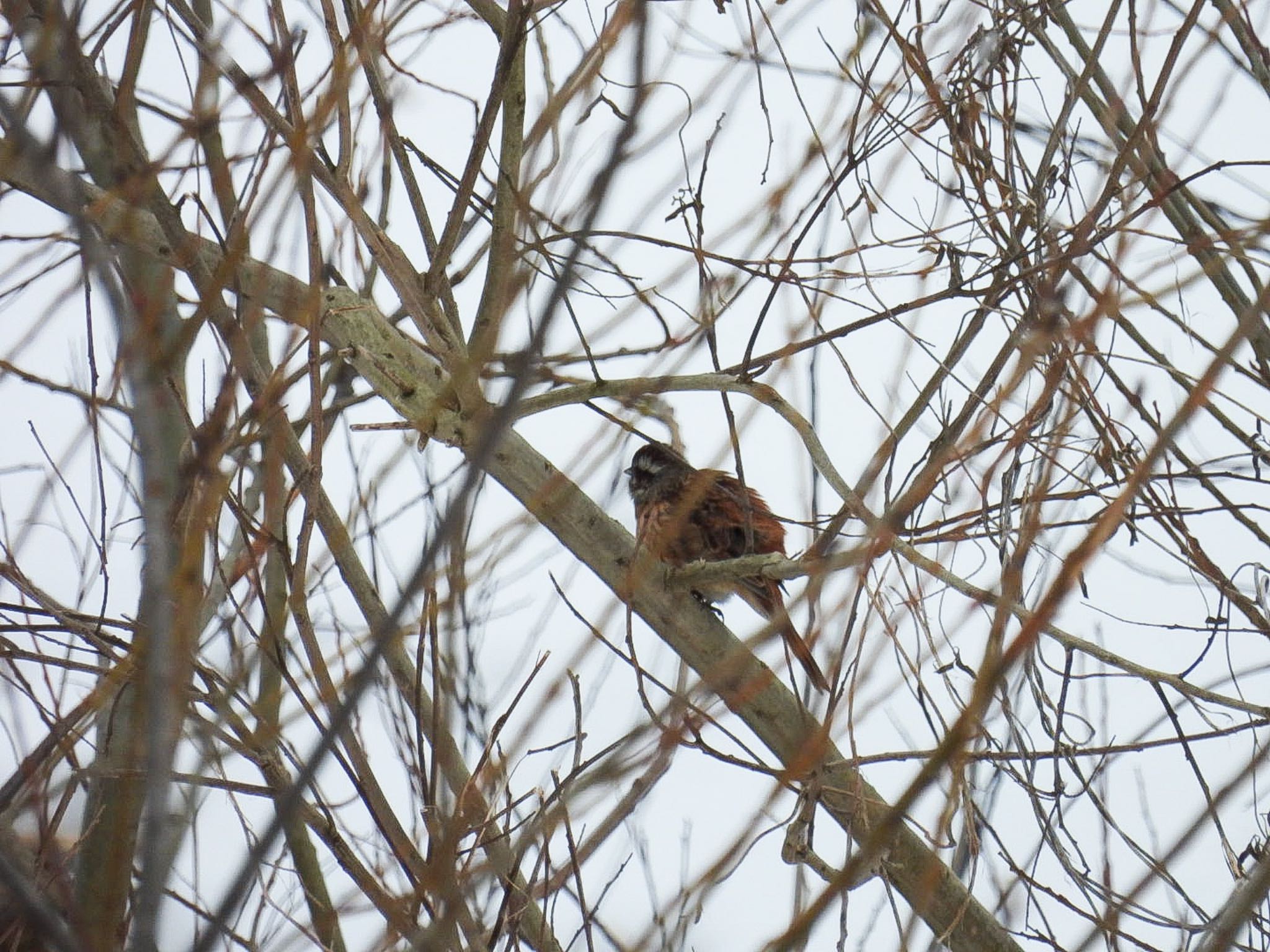 Meadow Bunting