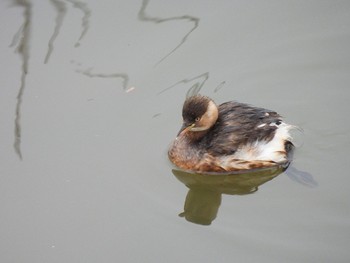 Little Grebe Fukushimagata Fri, 2/10/2023