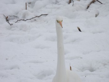 Great Egret Fukushimagata Fri, 2/10/2023