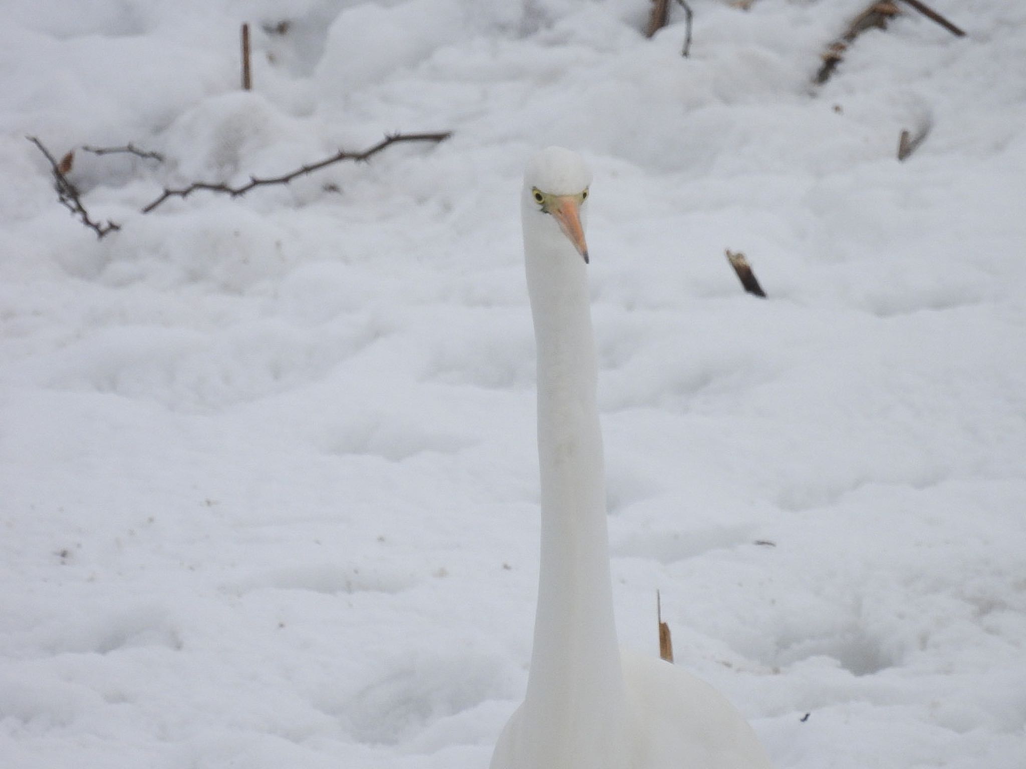 Photo of Great Egret at Fukushimagata by ぽちゃっこ