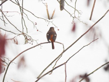 Daurian Redstart Fukushimagata Fri, 2/10/2023