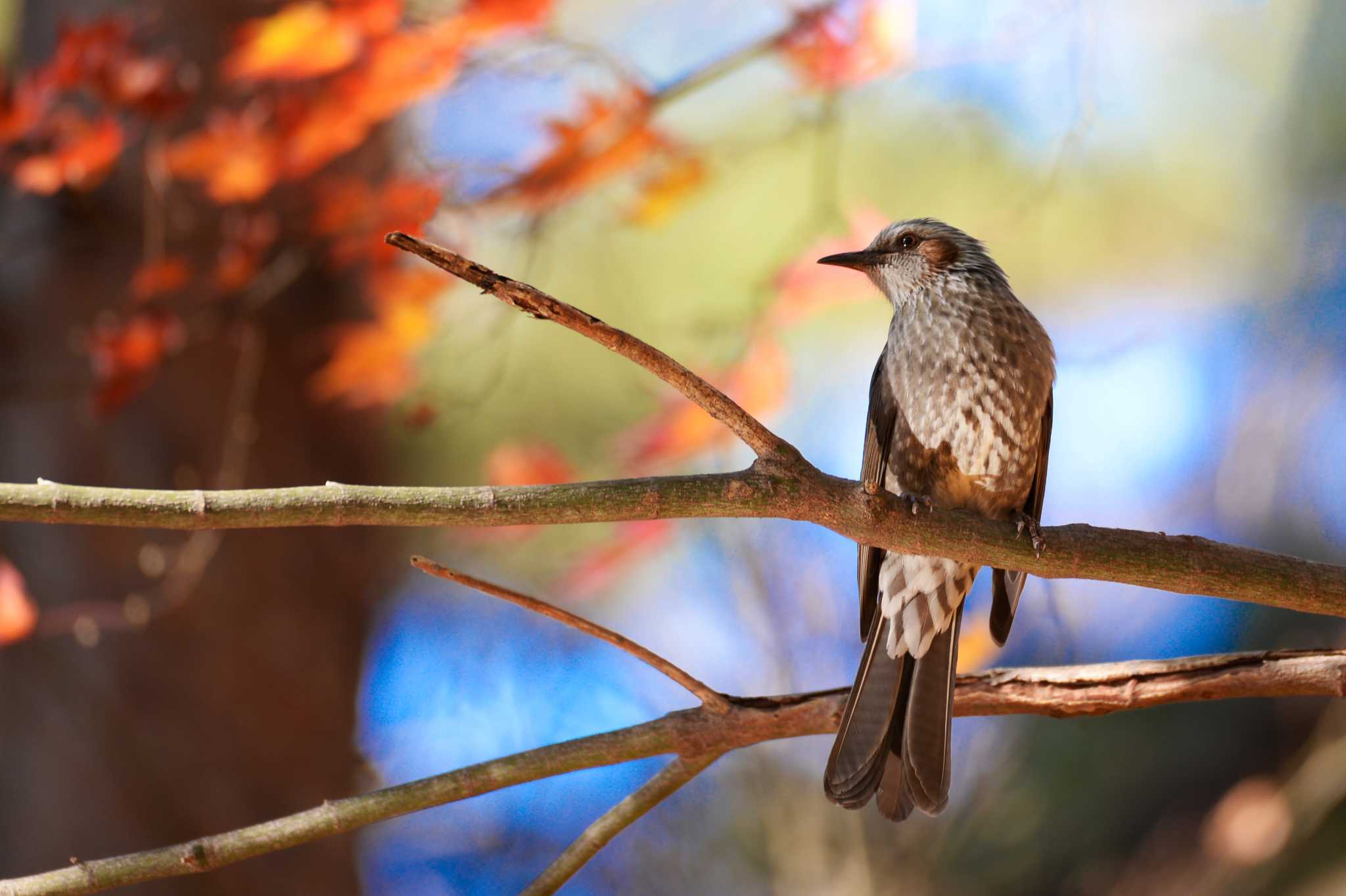 Photo of Brown-eared Bulbul at Omiya Park by Yokai