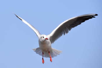 ユリカモメ 手賀沼 2016年2月9日(火)