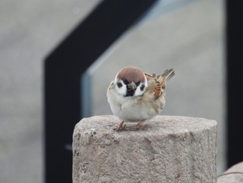 Eurasian Tree Sparrow 瓢湖 Fri, 2/10/2023