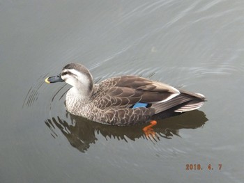 Eastern Spot-billed Duck Unknown Spots Unknown Date