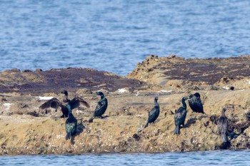 ヒメウ 狩尾岬 2023年2月12日(日)