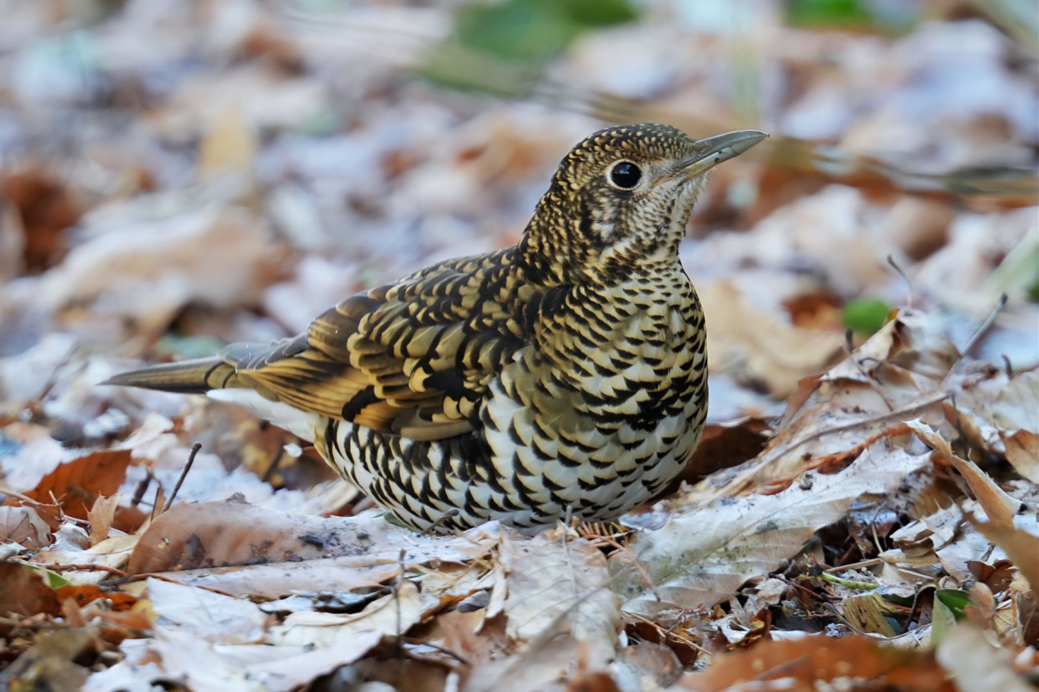 Photo of White's Thrush at Akigase Park by アポちん