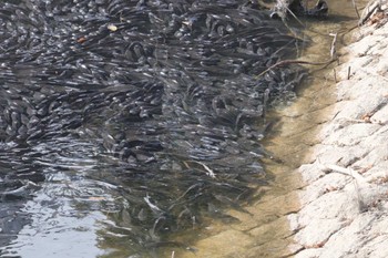 2023年2月12日(日) 佐布里池の野鳥観察記録