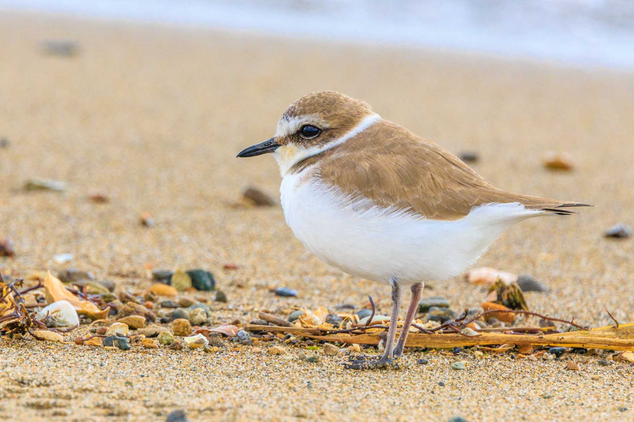 Photo of Kentish Plover at 加古川河口 by ときのたまお