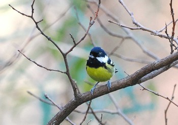 2023年2月12日(日) 杉並区の野鳥観察記録