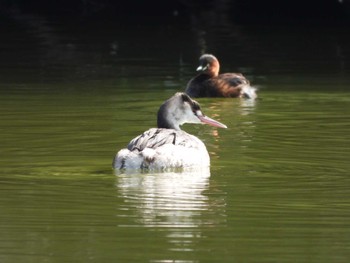 Sun, 1/29/2023 Birding report at Hattori Ryokuchi Park