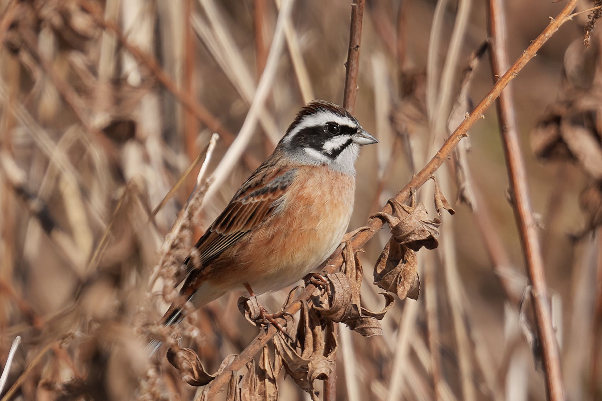 Photo of Meadow Bunting at Akigase Park by アポちん