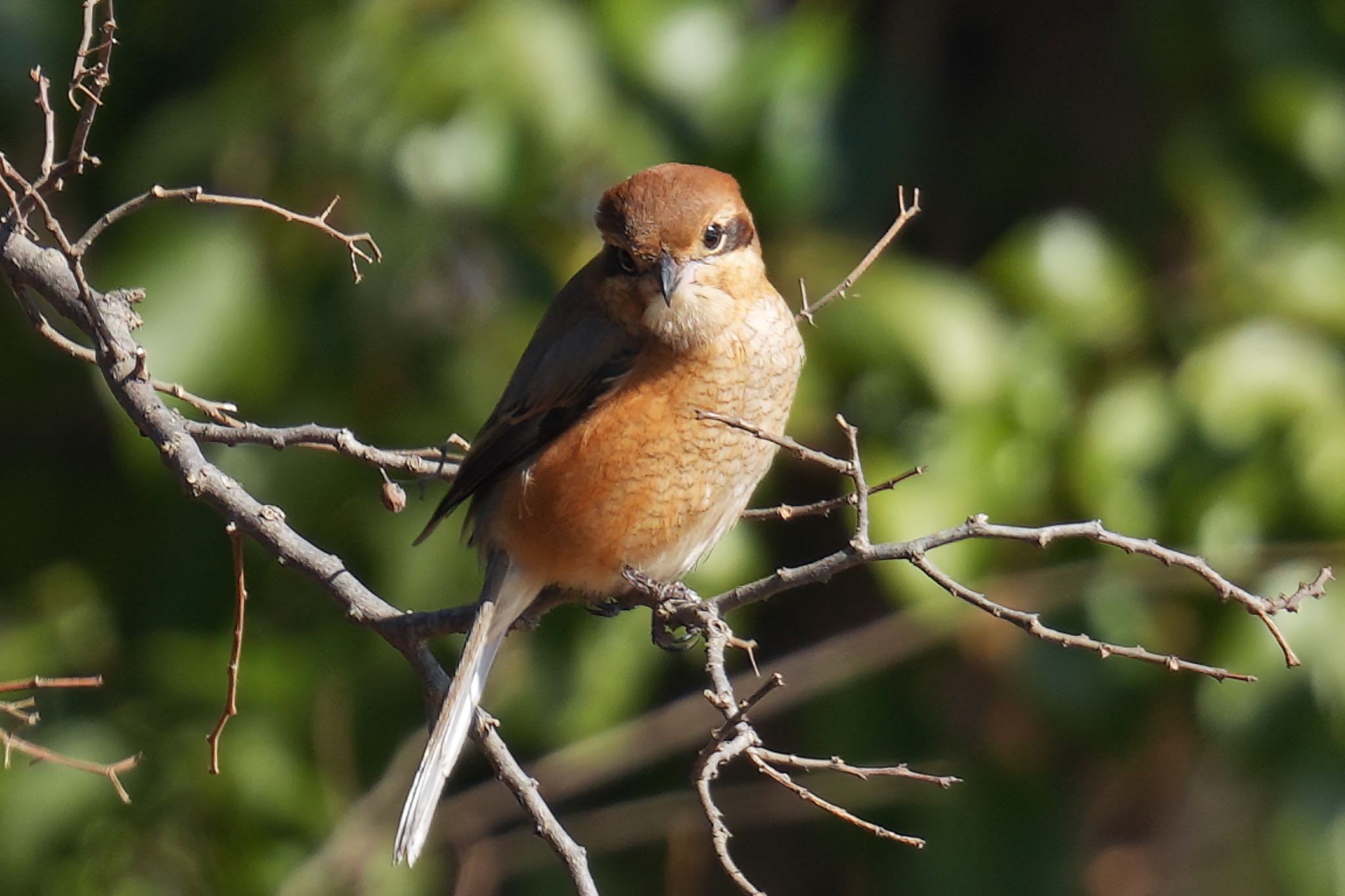 Bull-headed Shrike