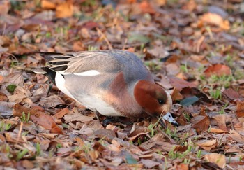 Eurasian Wigeon Chikozan Park Sun, 2/12/2023