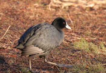 オオバン 智光山公園 2023年2月12日(日)